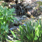 Water Garden Stream, Novato, CA