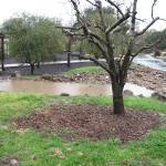 On-Site Rain Water Collection, Sebastopol, CA