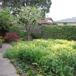 California Wildflowers with Vegetable Garden, Novato, CA