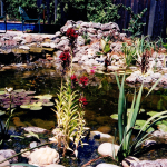 Water Garden, Novato, CA
