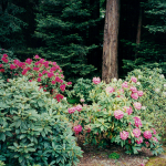 Rhododendron Garden, Larkspur, CA