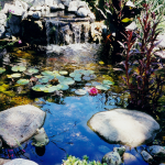 Water Garden / Goldfish Pond, San Anselmo, CA